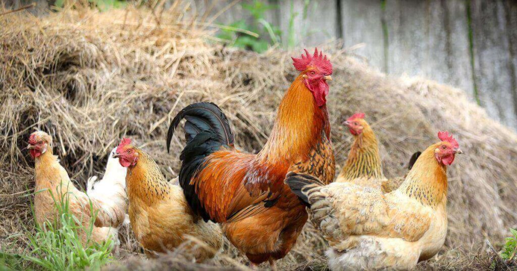 Egg and Chicken Rate in Pakistan 19 May 2023