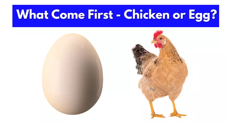 What Come First - Chicken or Egg The age-old puzzle Solved