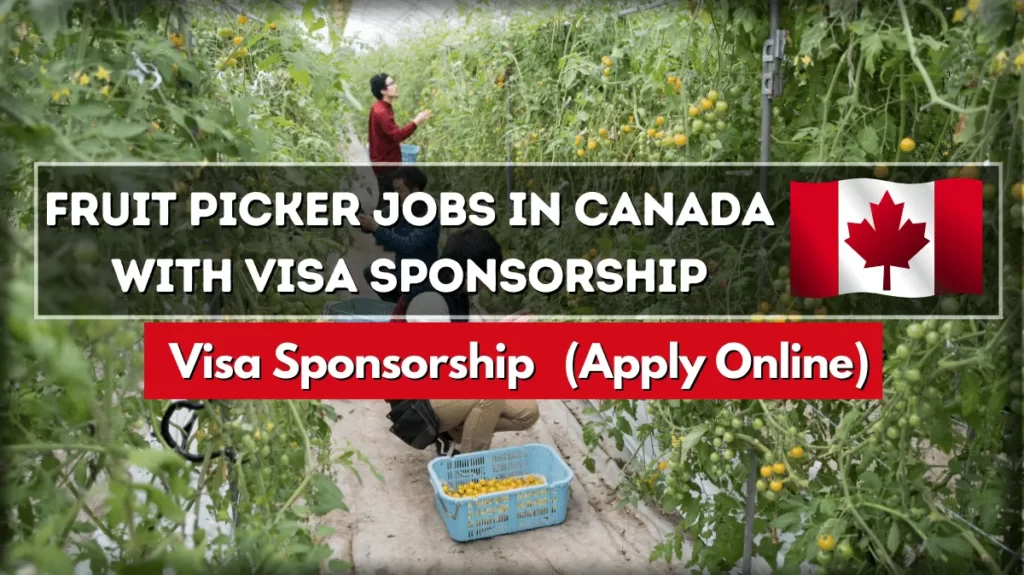 Fruit Picker Jobs in Canada with Visa Sponsorship (Apply Online)