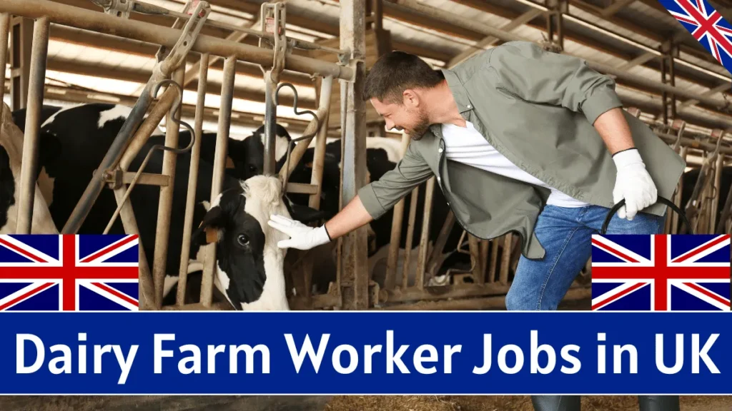 Dairy Farm Worker Jobs in the UK - Visa Sponsorship