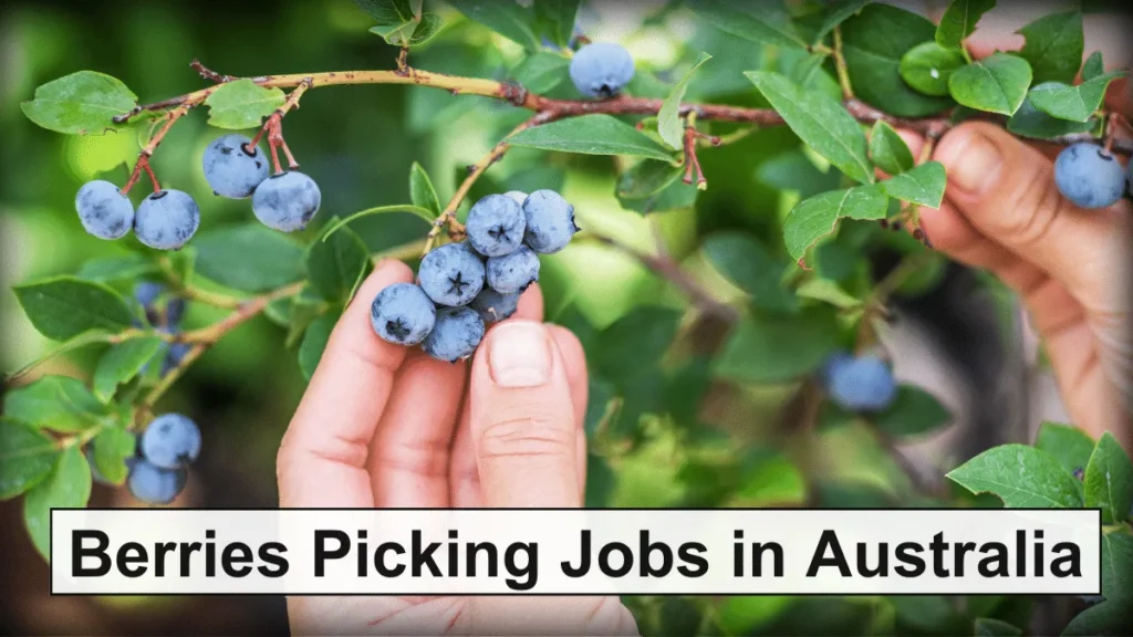 Berries Picking Jobs in Australia with Visa Sponsorship