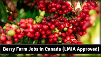 Berry Farm Jobs in Canada (LMIA Approved) 