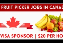 Canada Fruit Picker Jobs with LMIA Approved