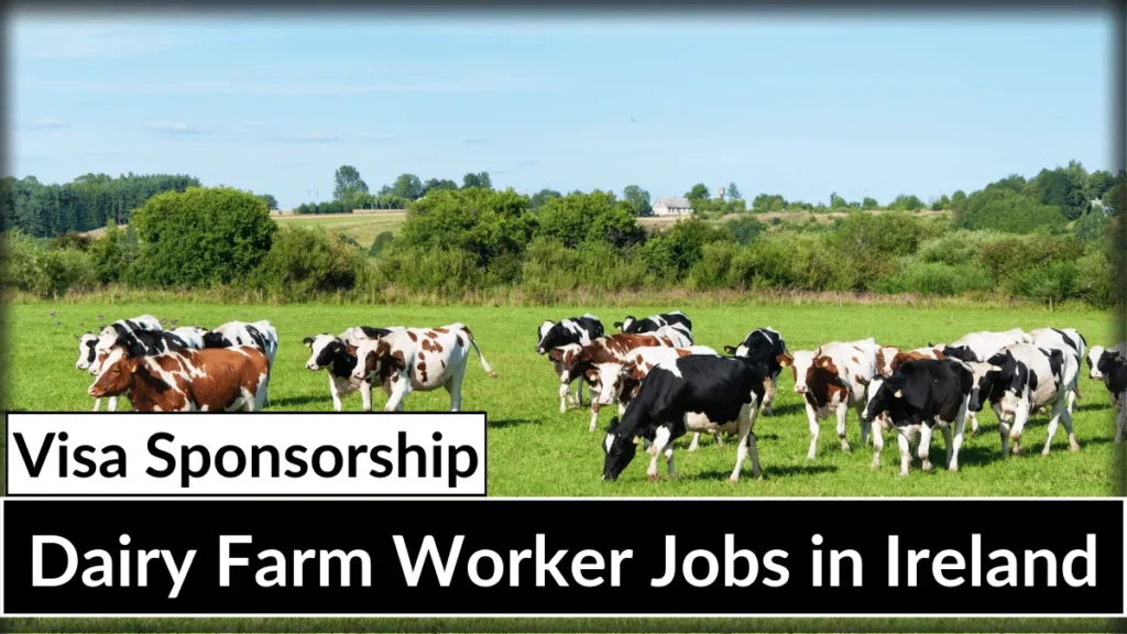 Dairy Farm Worker Jobs in Ireland with Visa Sponsorship