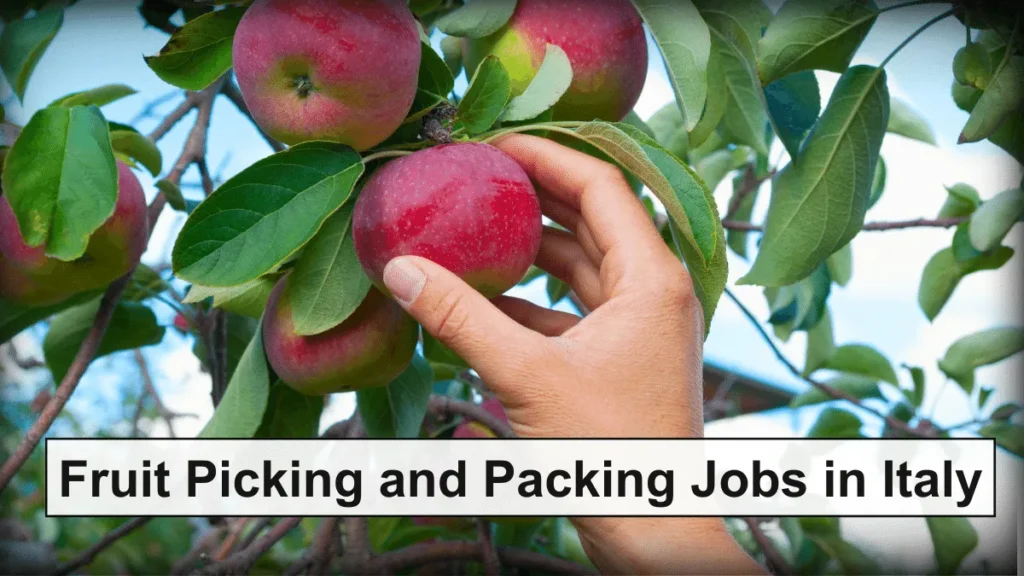 Fruit Picking and Packing Jobs in Italy with Visa Sponsorship