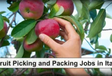 Fruit Picking and Packing Jobs in Italy with Visa Sponsorship