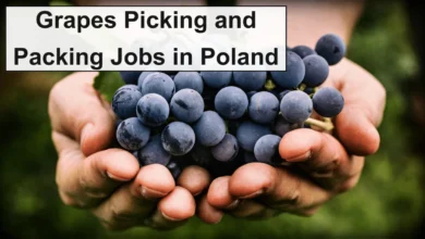 Grapes Picking and Packing Jobs in Poland with Visa Sponsorship