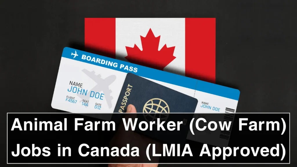 Animal Farm Worker (Cow Farm) Jobs in Canada (LMIA Approved)