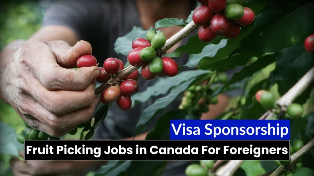 Fruit Picking Jobs in Canada For Foreigners (Visa Sponsorship)