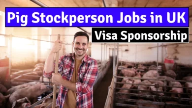 Pig Stockperson Jobs in UK with Visa Sponsorship 2024