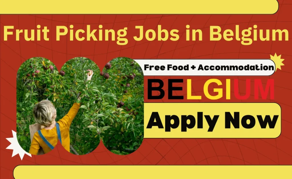 Fruit Picking Jobs in Belgium for Foreigners