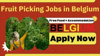 Fruit Picking Jobs in Belgium for Foreigners